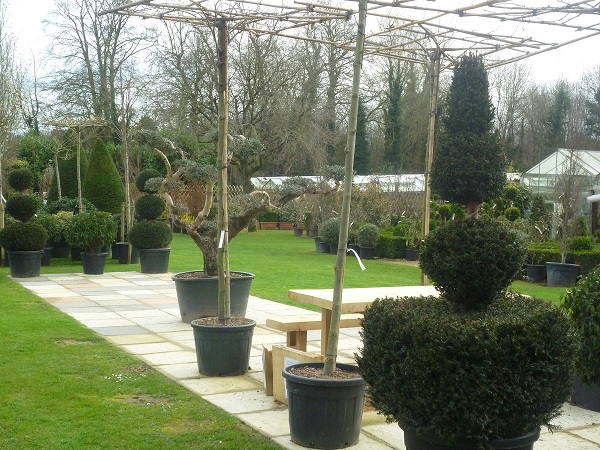The Romantic Garden Nursery