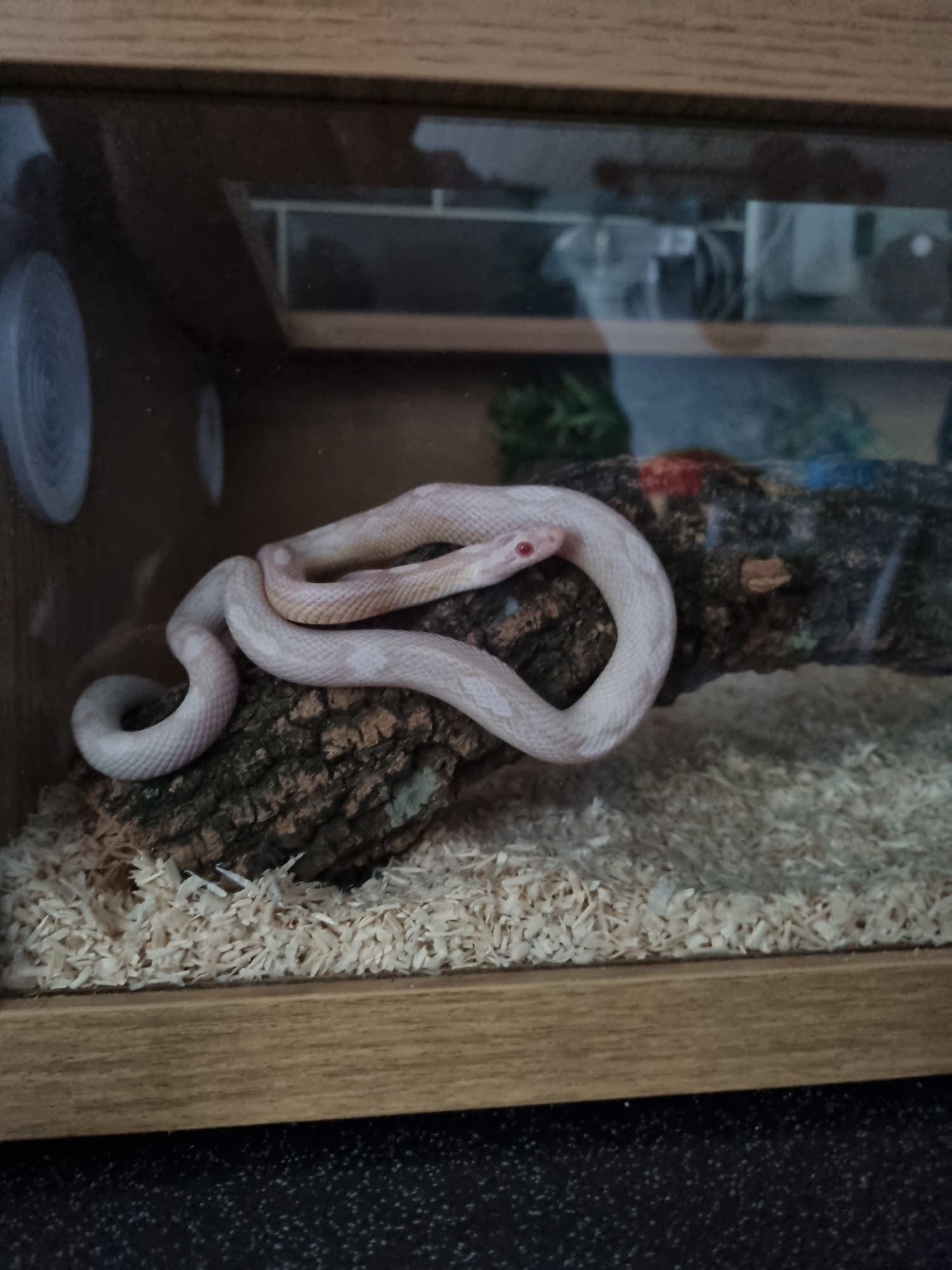 Medusa Exotics