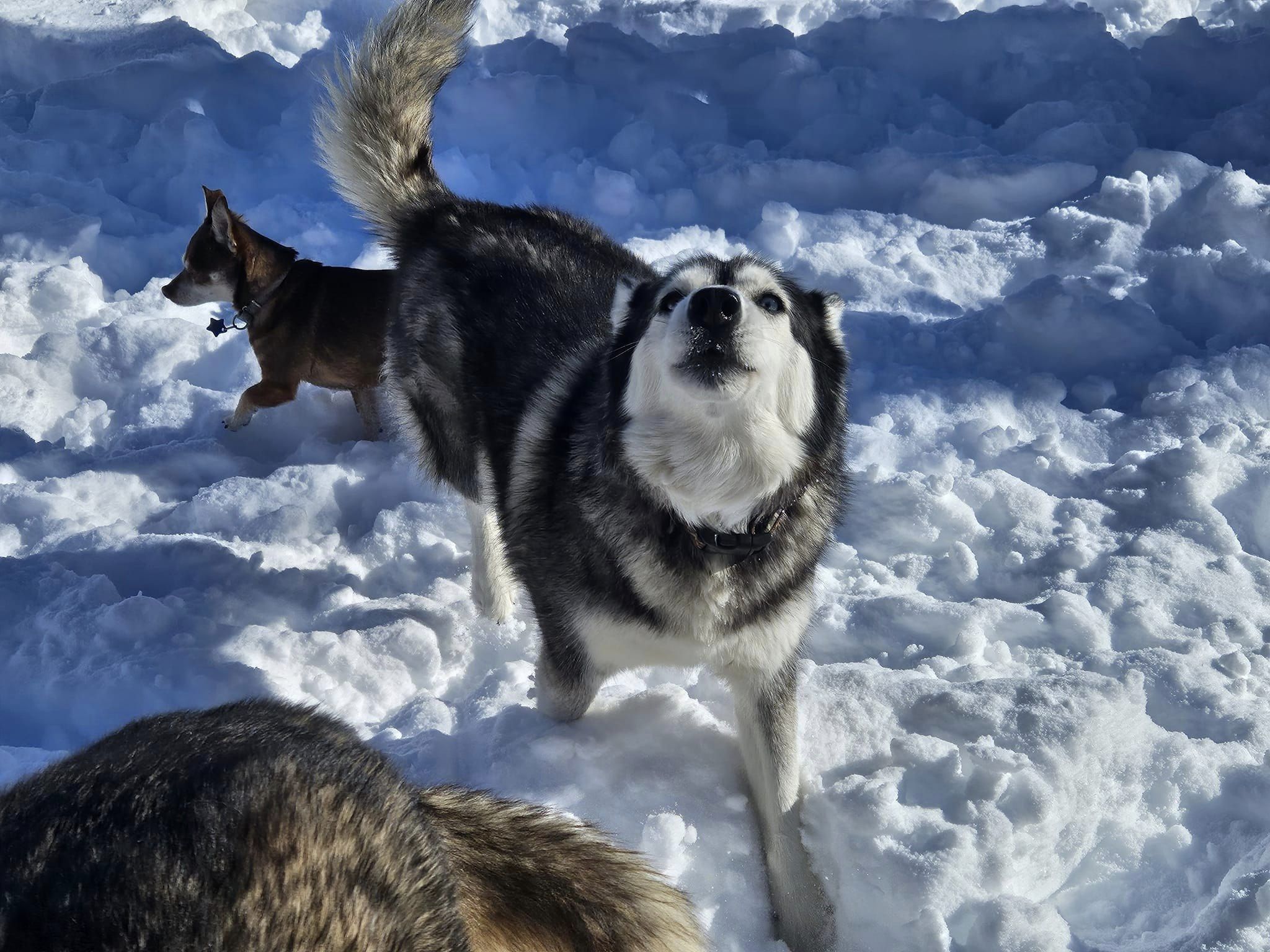 Maggie's Playhouse Fallon