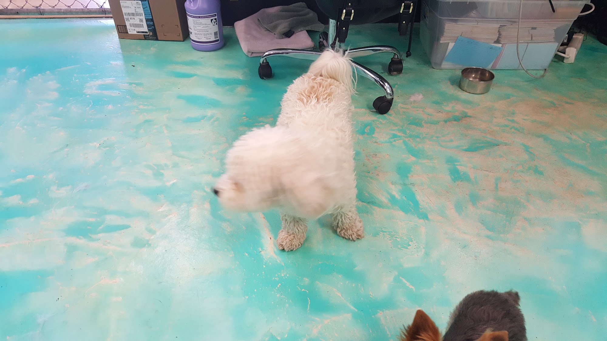 Lulus Doggy Salon & Spaw Henderson