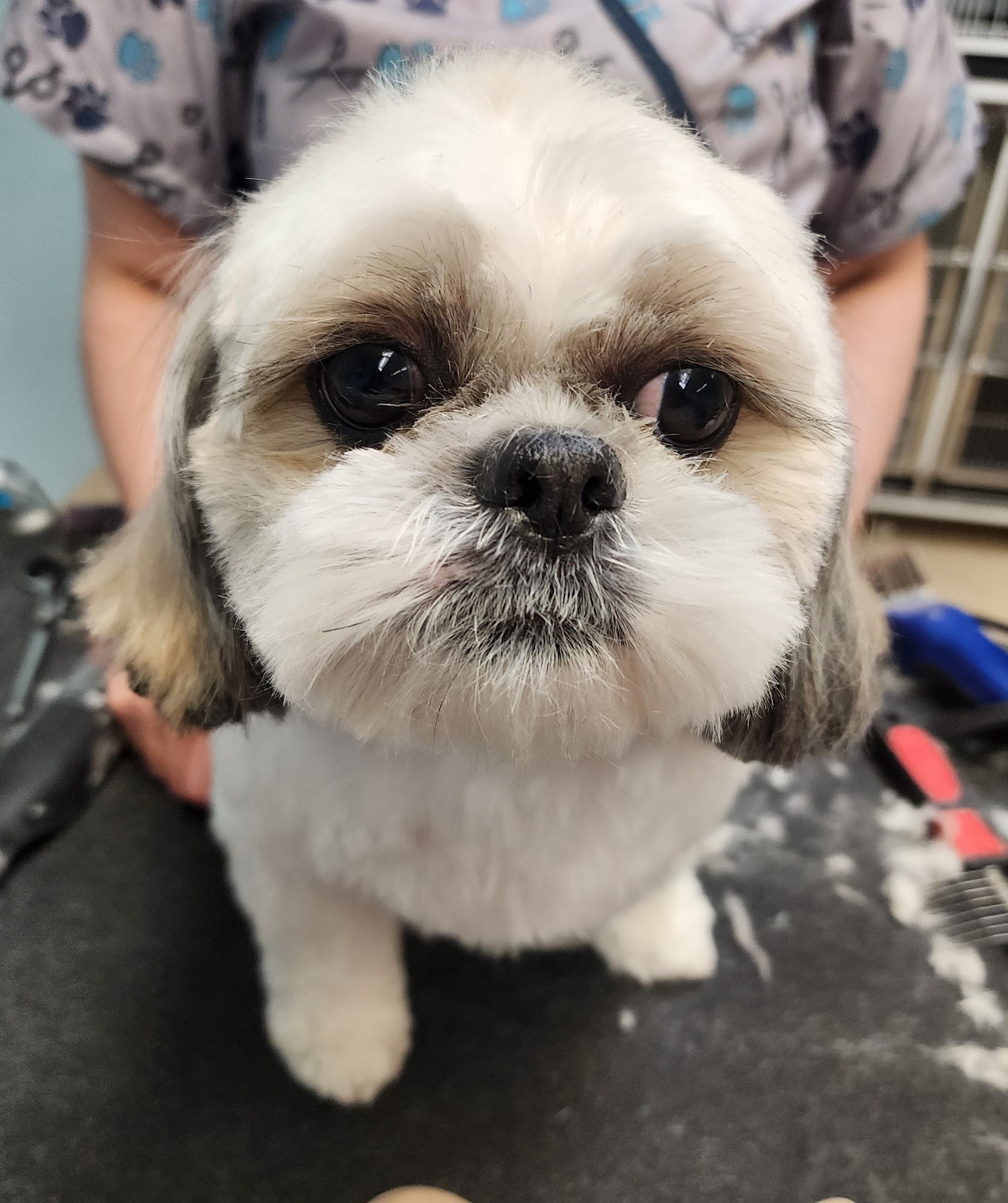 Lazy Dog Grooming Henderson