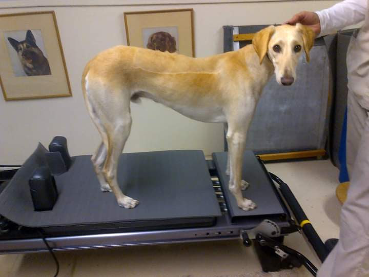 K9 Wellness Center: Williams Beth PT, APT Reno