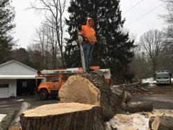 Countryside Tree Care