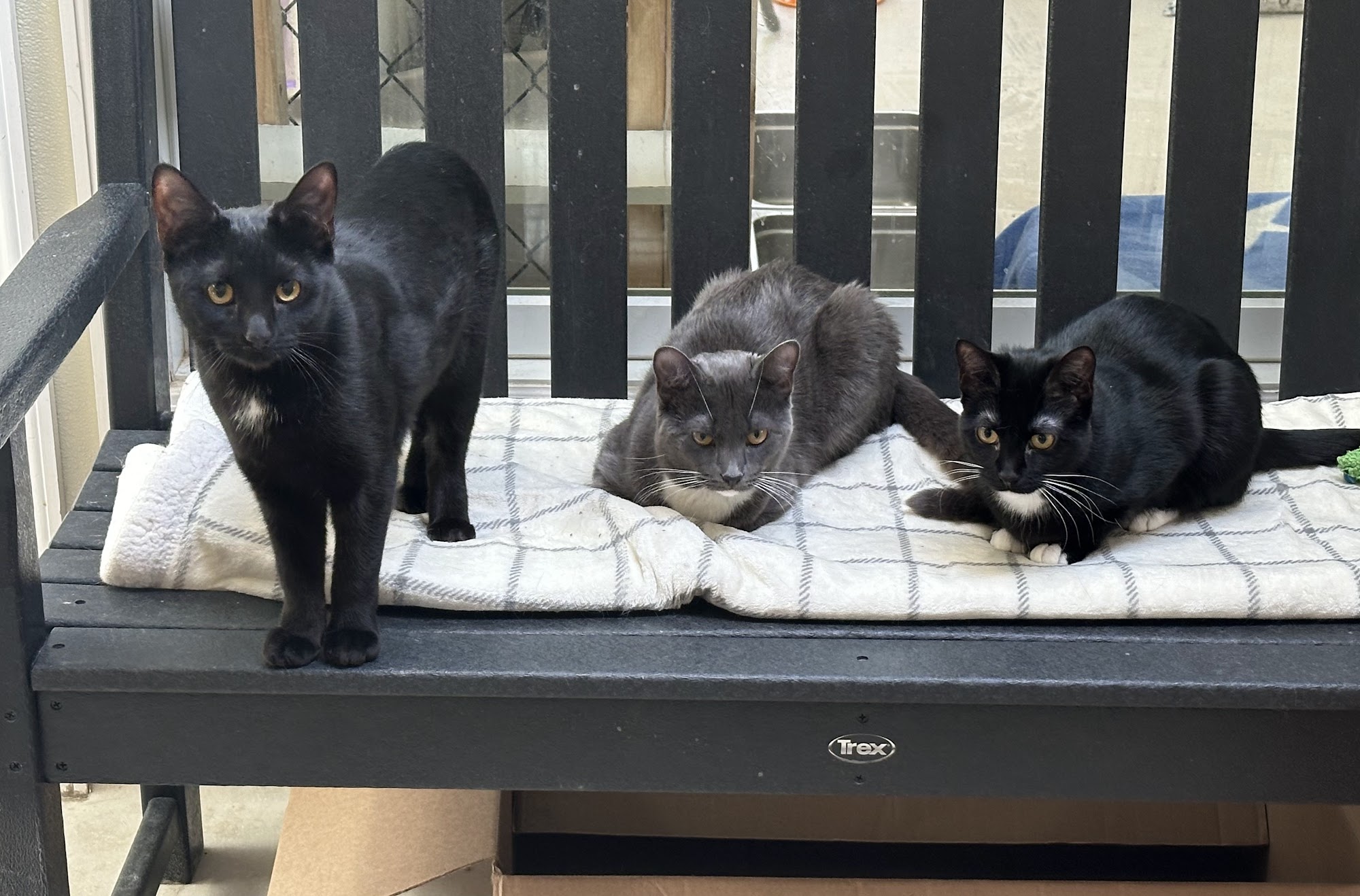 Mid Hudson Animal Aid Beacon