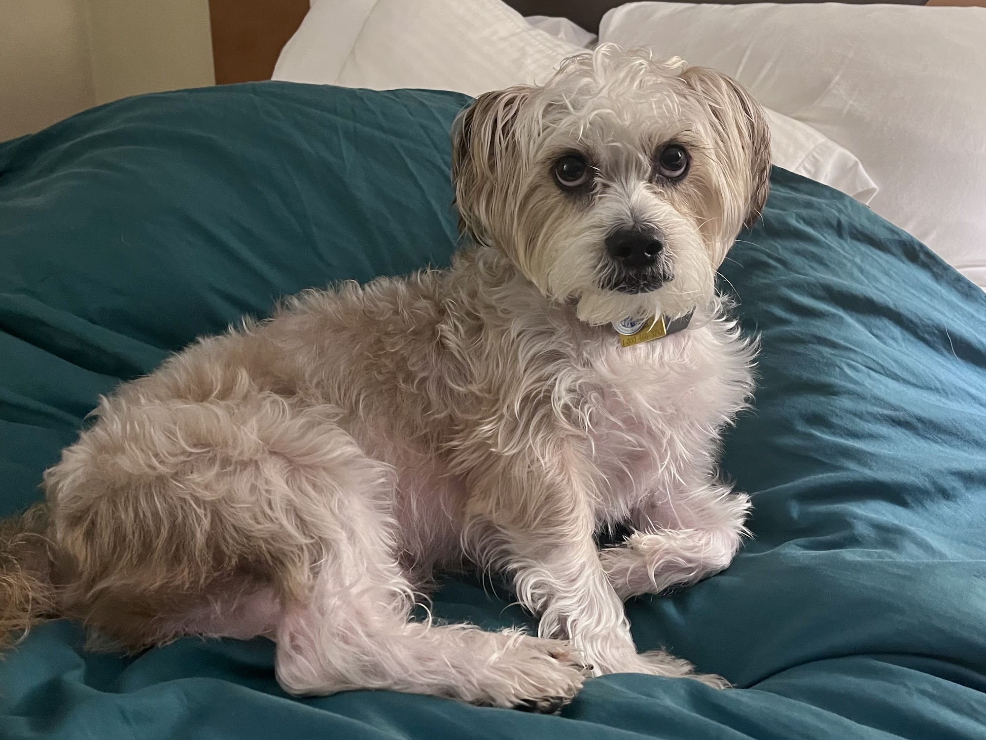 Best Friend's Dog Training Bellmore