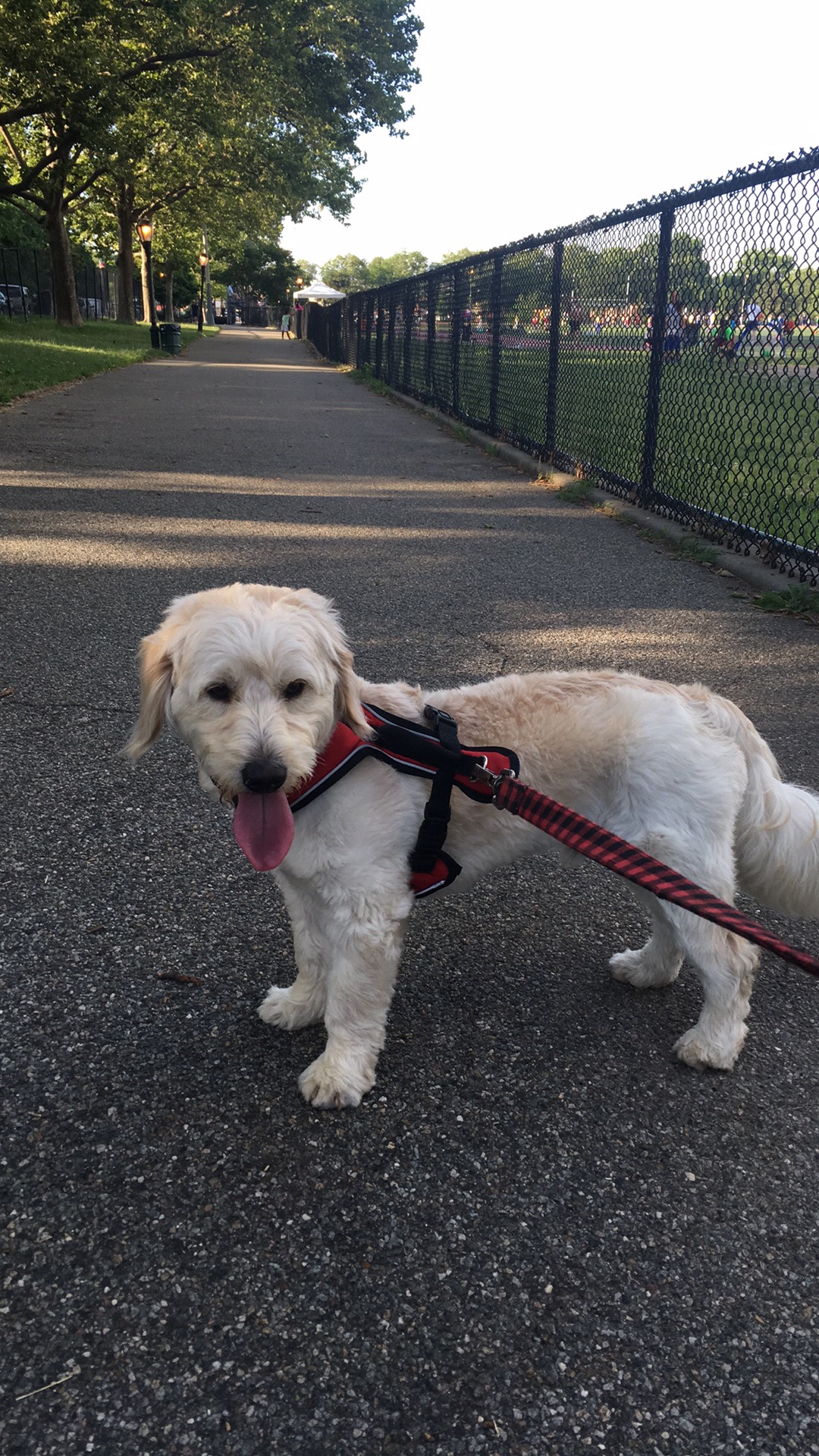 Lucky Paws Pet Grooming Bethpage