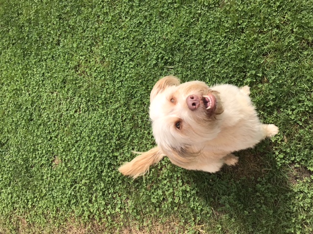 Cozy Noses Bed & Breakfast-Pet Bohemia