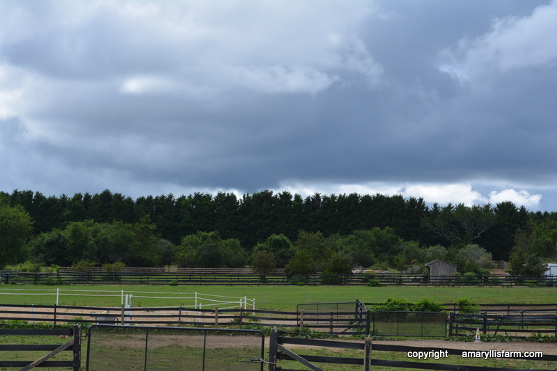 Amaryllis Farm Equine Rescue, inc Bridgehampton
