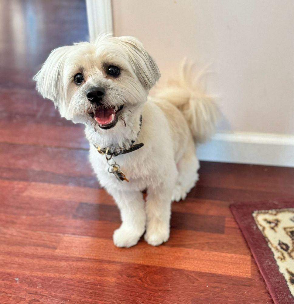 Universal Pet Care Grooming & Accessories Bronx