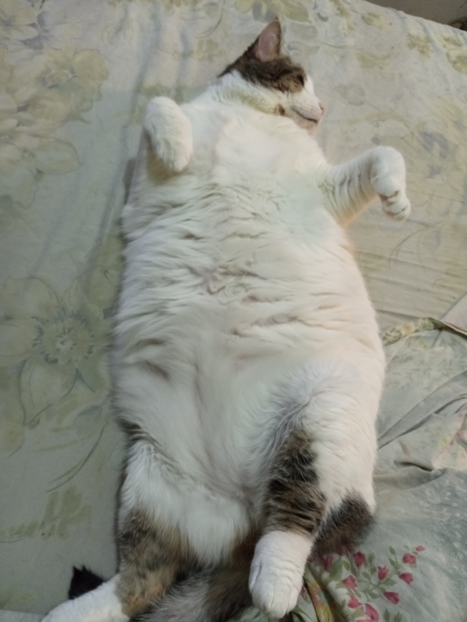 Fieldston Pets - Bash Dibra Bronx