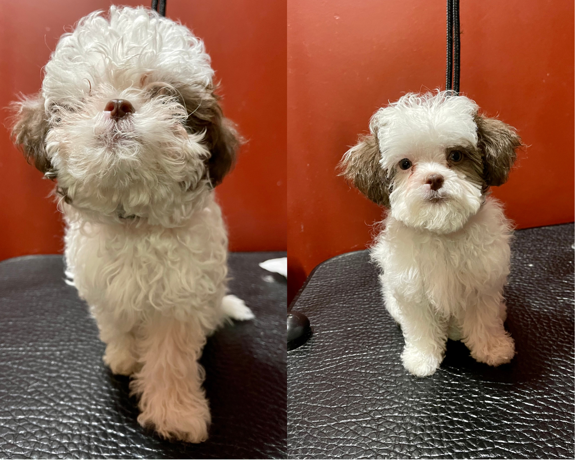 House Pet Grooming and Trainer Bronx