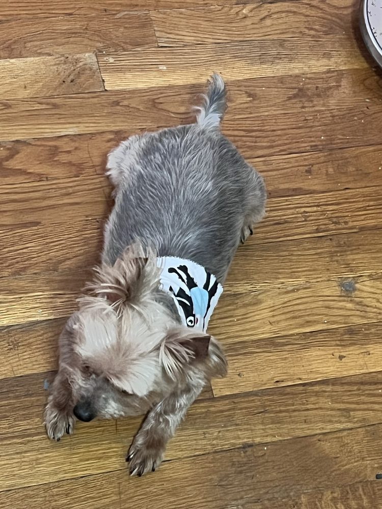 Puppy Resources Bronx