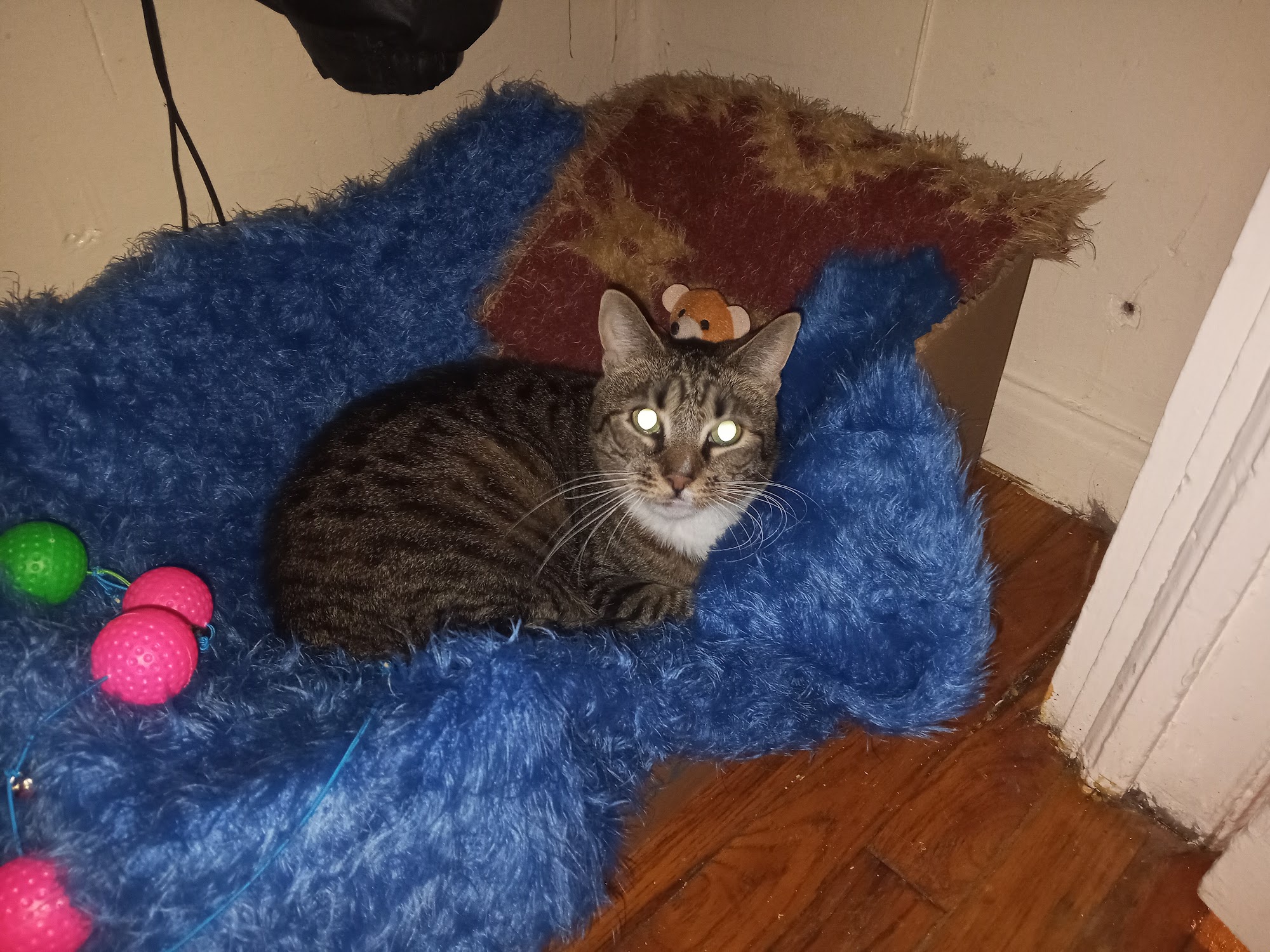 Animal Care Centers of NYC - Bronx Bronx