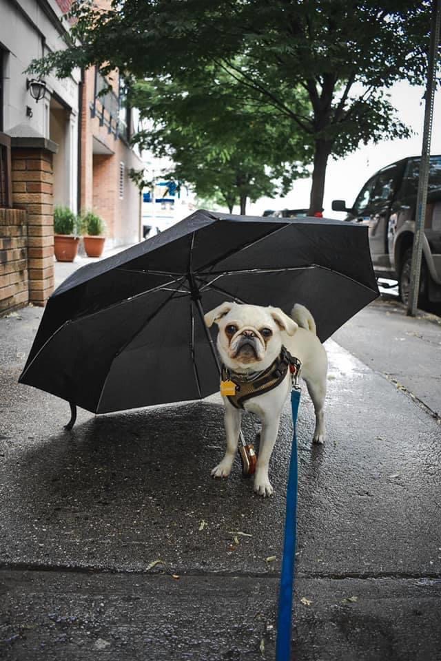 Your Spoiled Pets Brooklyn