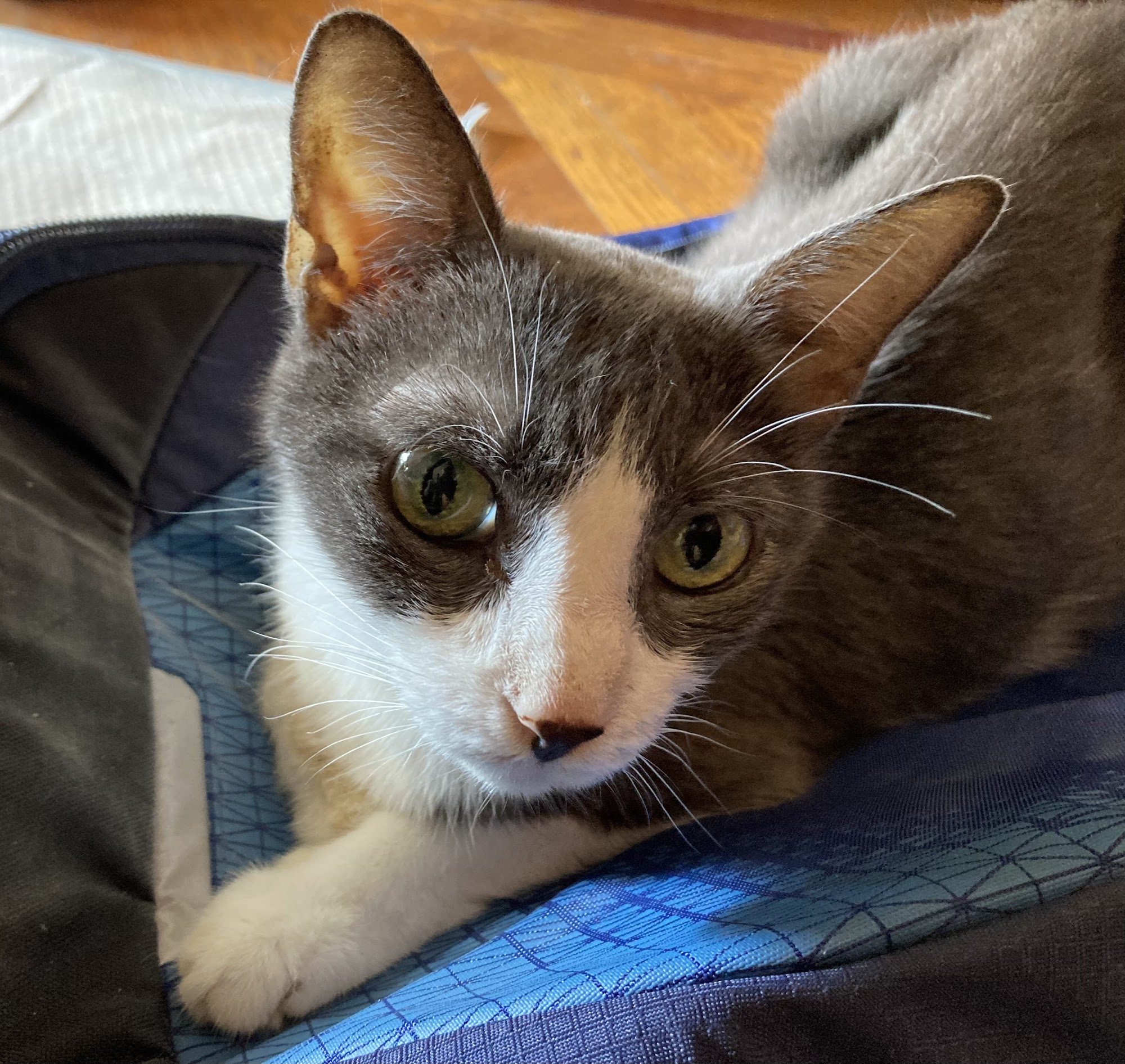 Animal Kind Veterinary Hospital Brooklyn