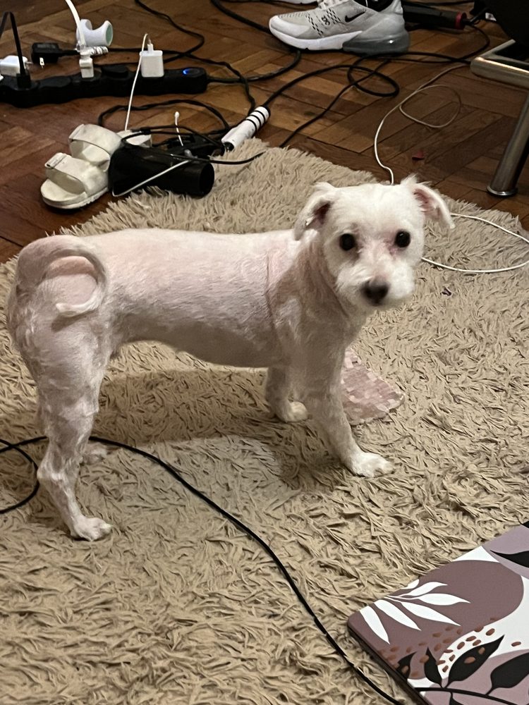 Q Cute Doggie House Inc Brooklyn