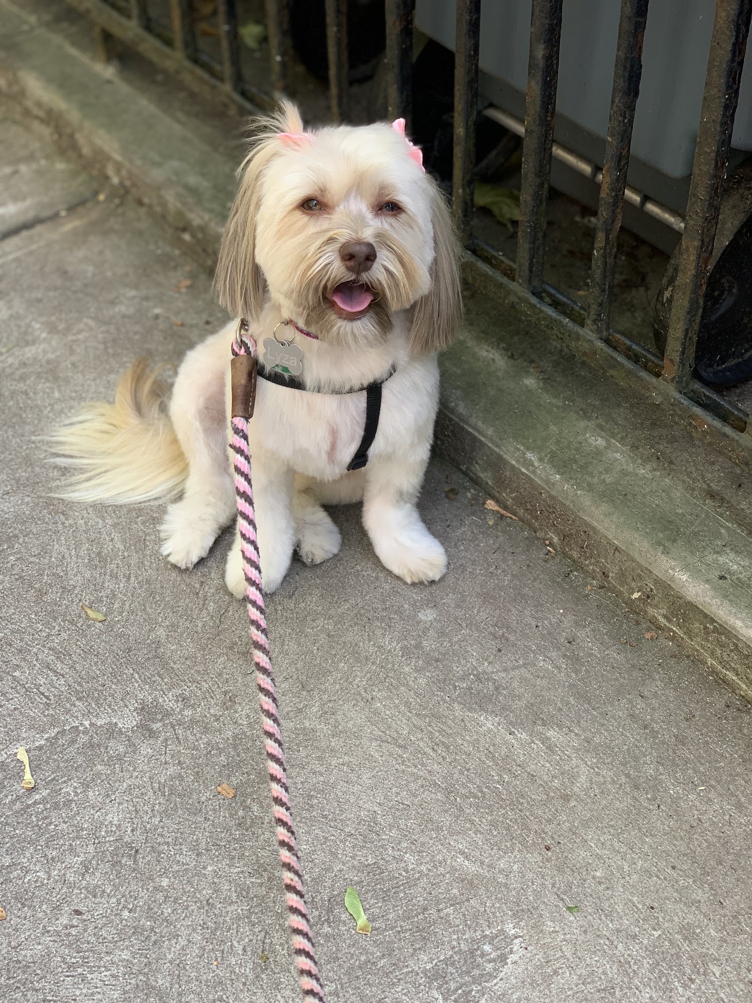 Shaggie Pets Grooming Salon Brooklyn