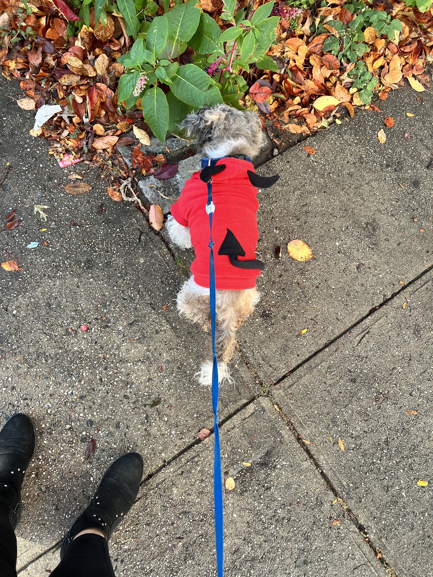 Canarsie Animal Hospital Brooklyn