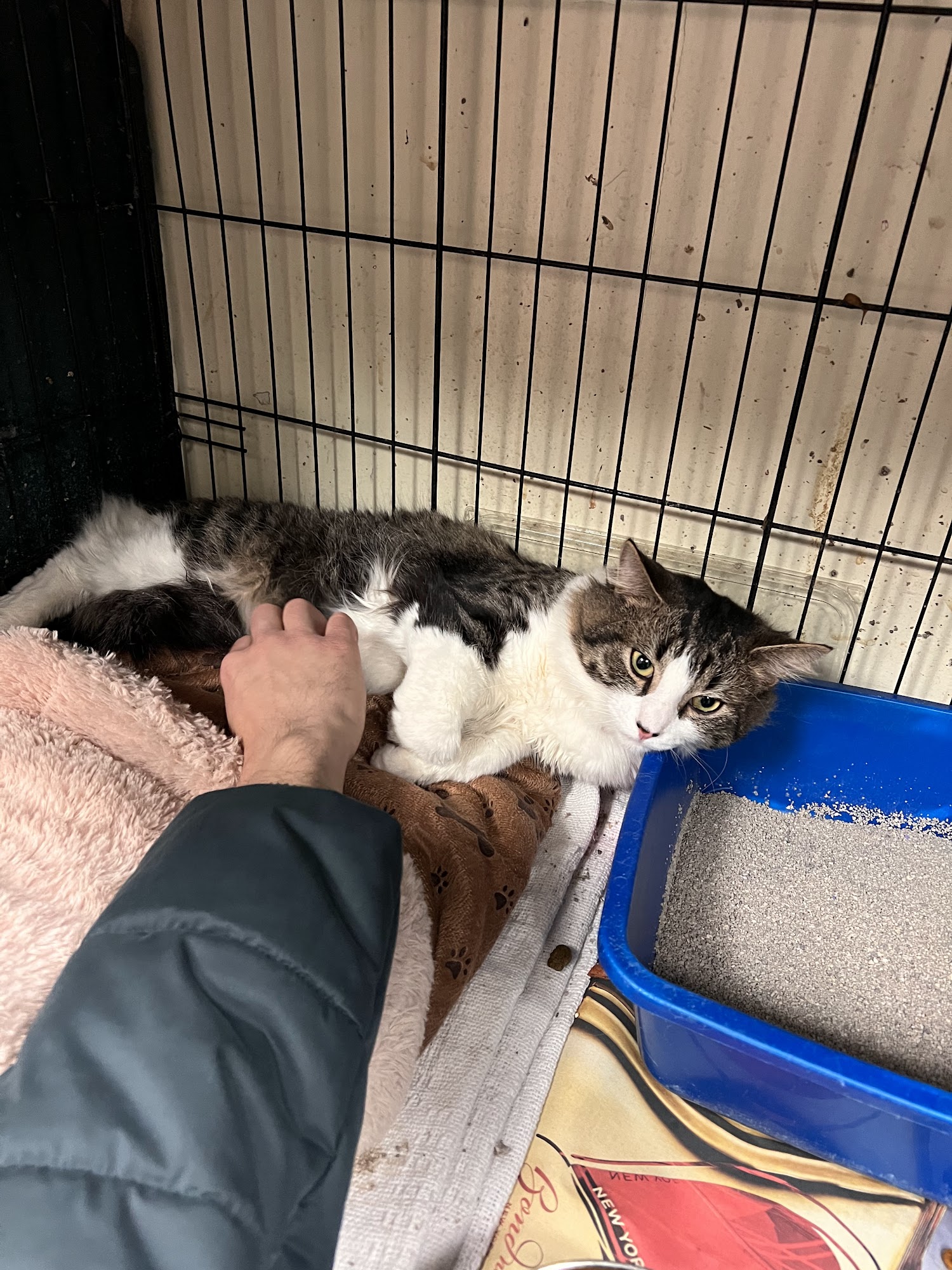 Sean Casey Animal Rescue Brooklyn