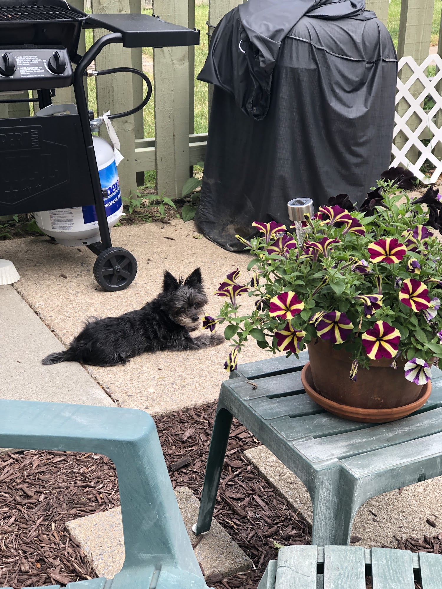 Amherst Pet Grooming Buffalo