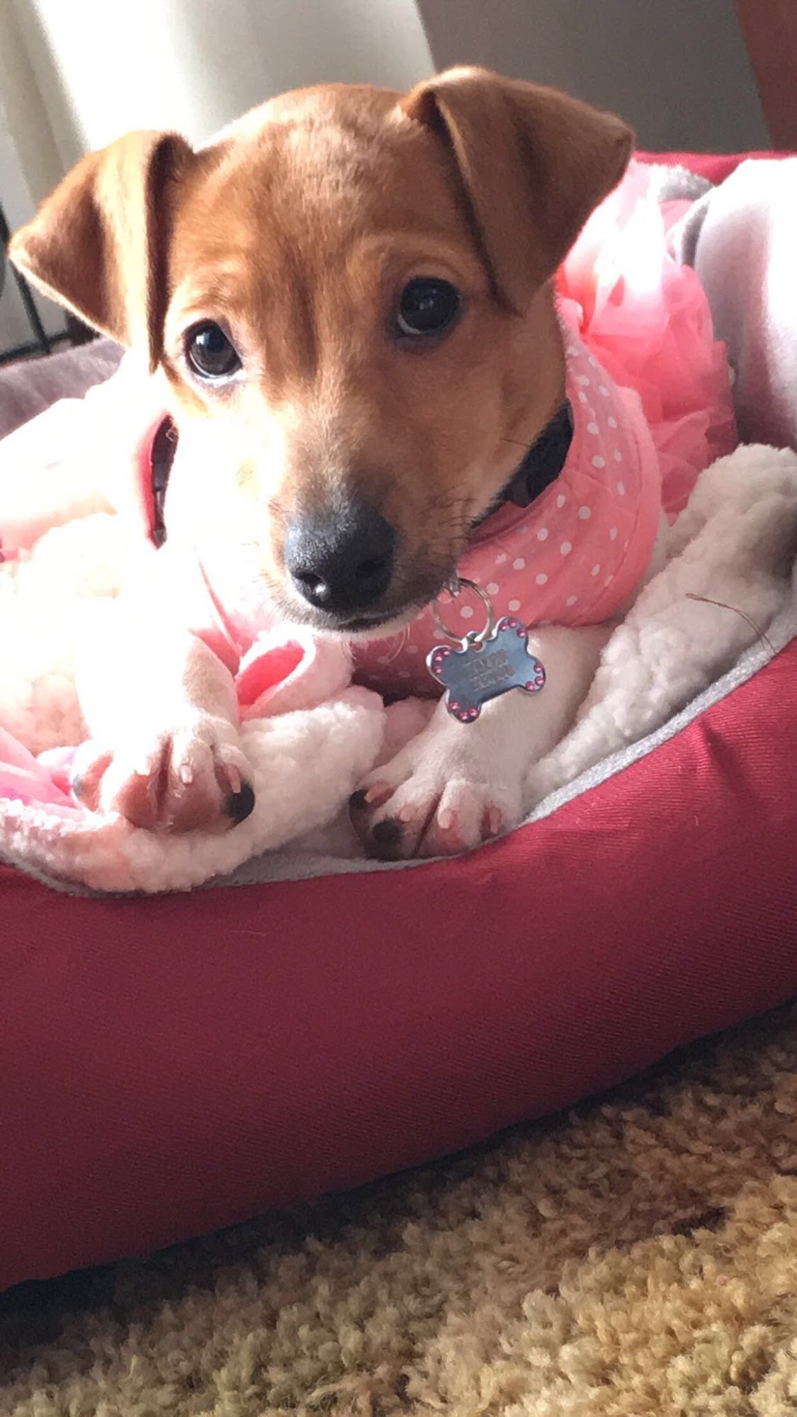 Kennel Club Grooming Buffalo