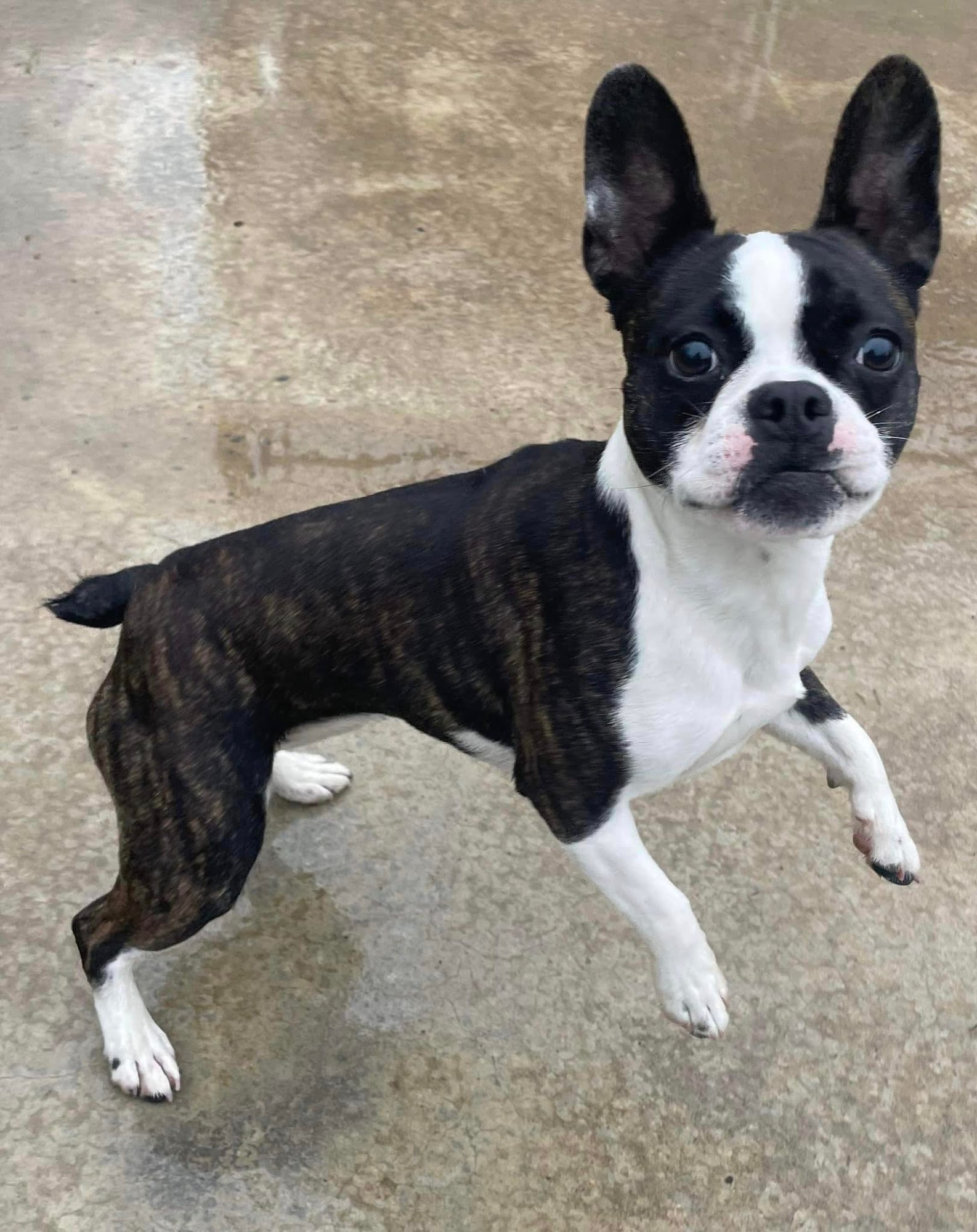 Home Away From Home Kennel Buffalo