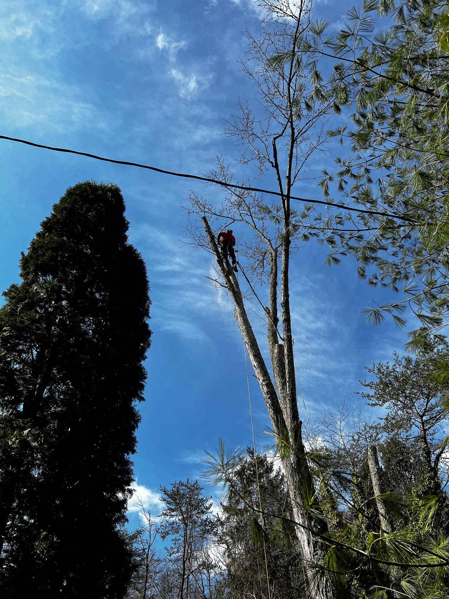 Buffalo Tree Service