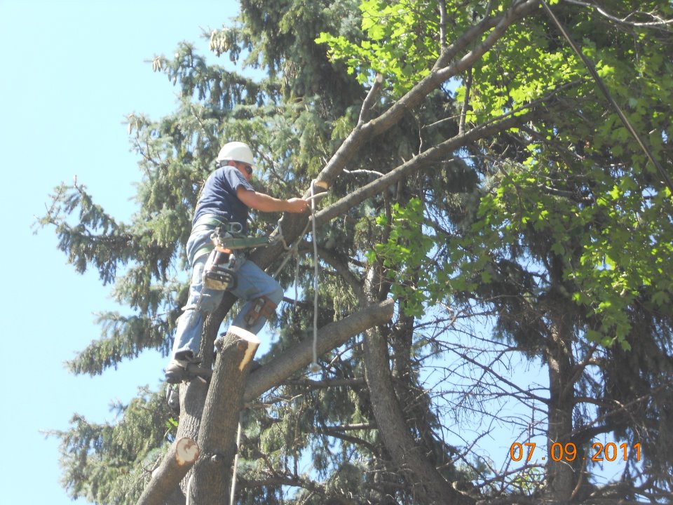 Dillenburgh Brothers Tree Service & Landscaping