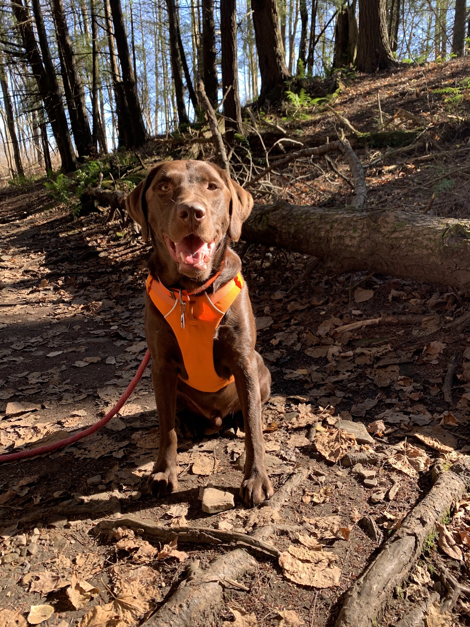 Heather's Dog School (formerly Clever Paws Training) Corfu