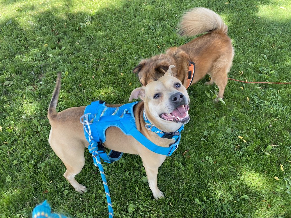 Corning Animal Hospital: Clay Joshua DVM Corning