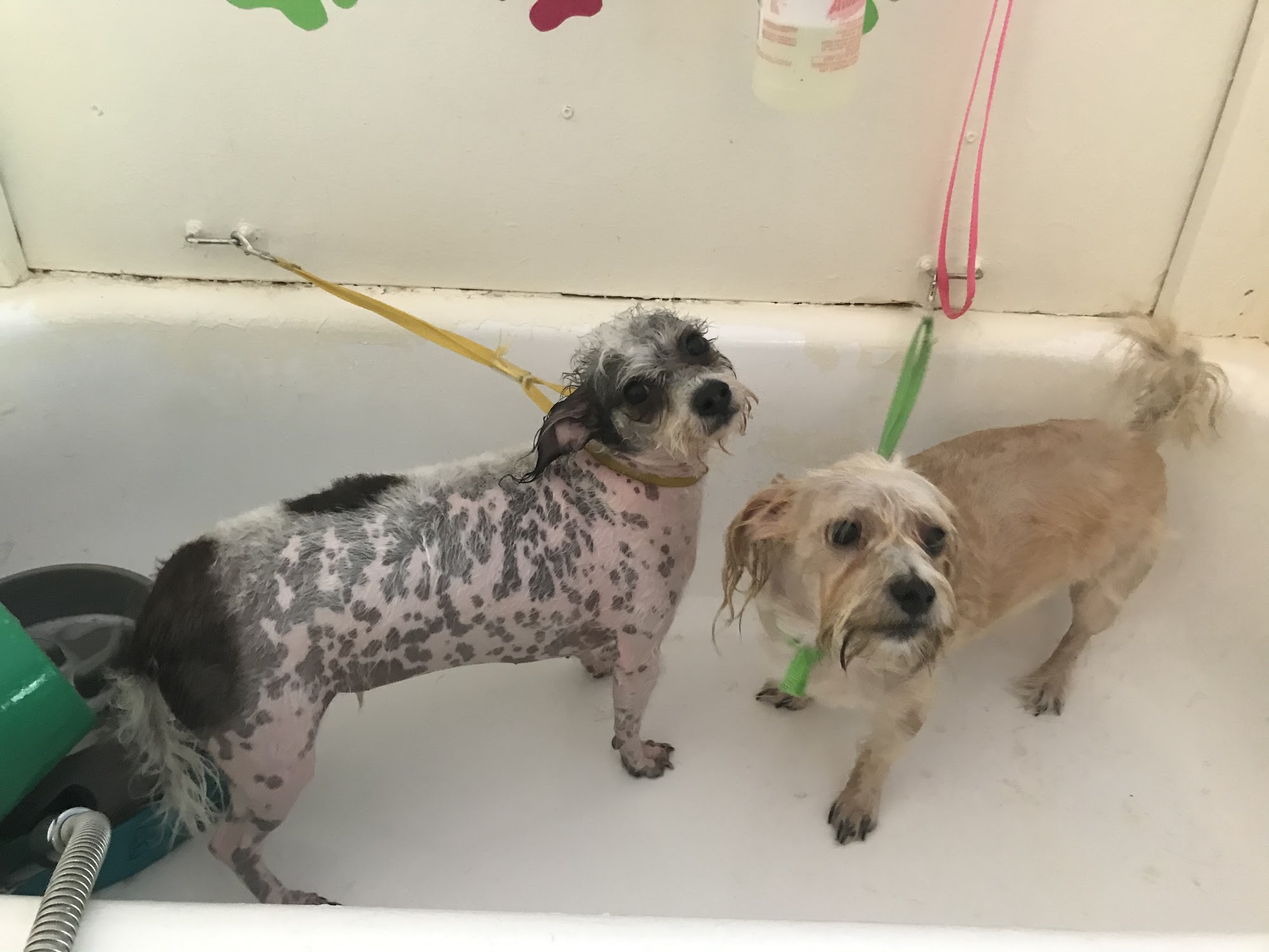 Katie's Kuts Dog and Cat Grooming Cutchogue