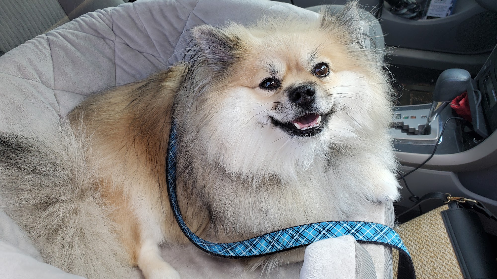 Willow Pet Hotel Deer Park