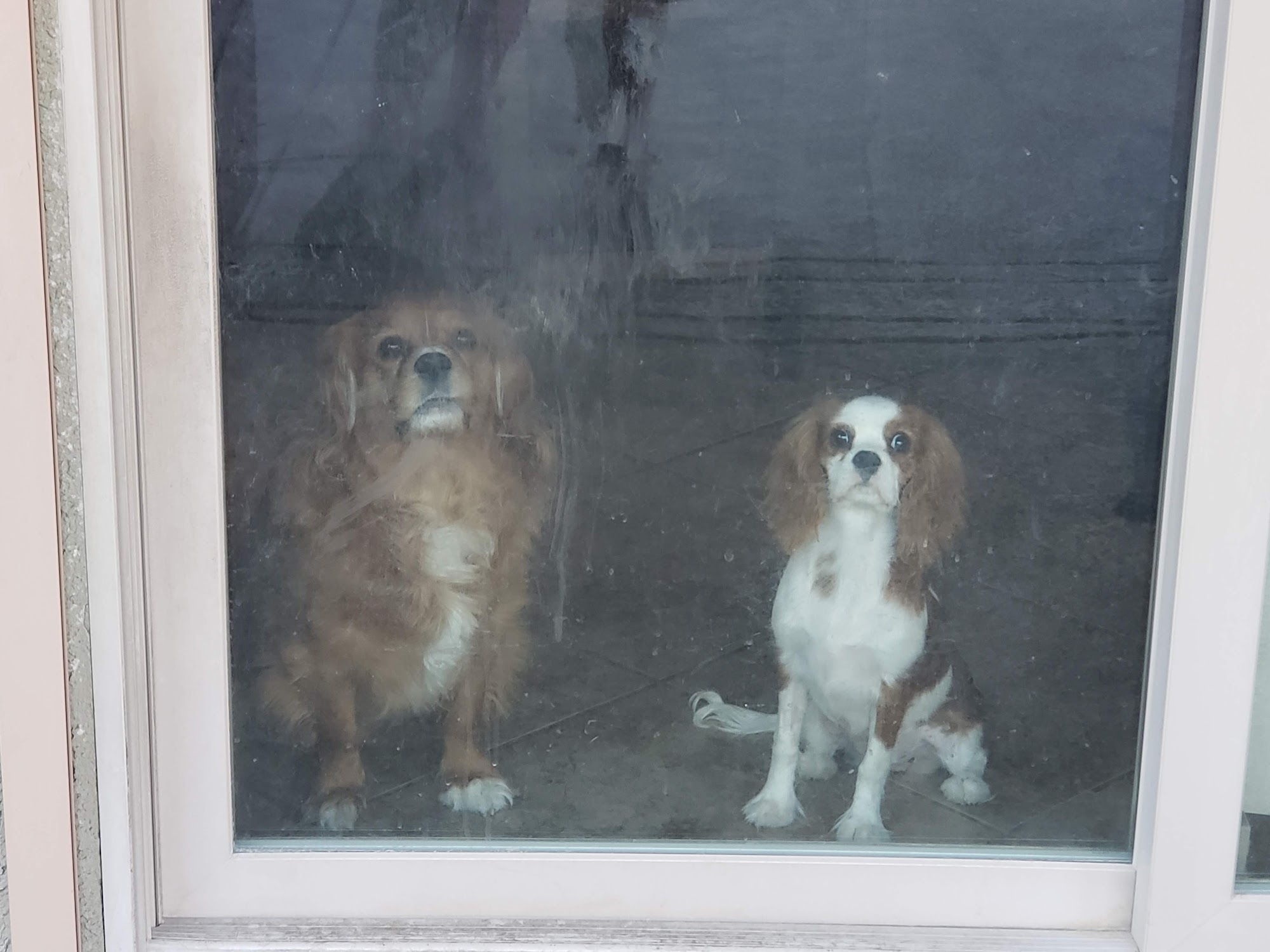 Deb-Mar's Cavalier King Charles Spaniels Deer Park