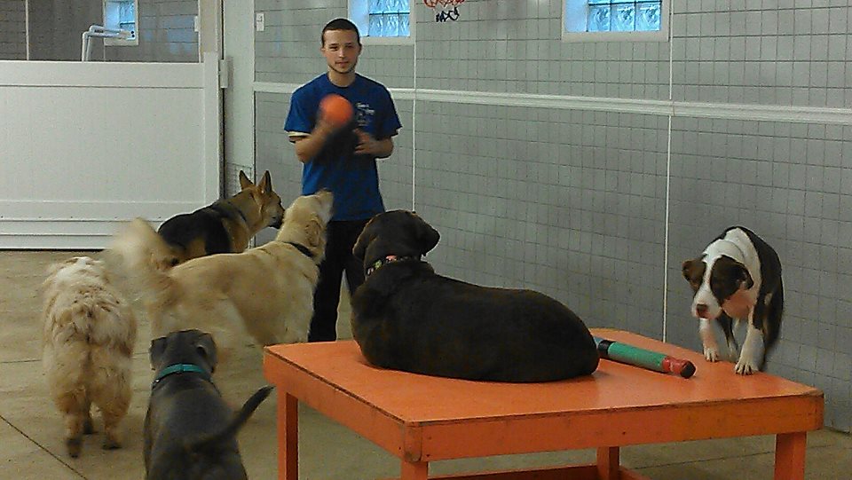 Canine and Company Depew