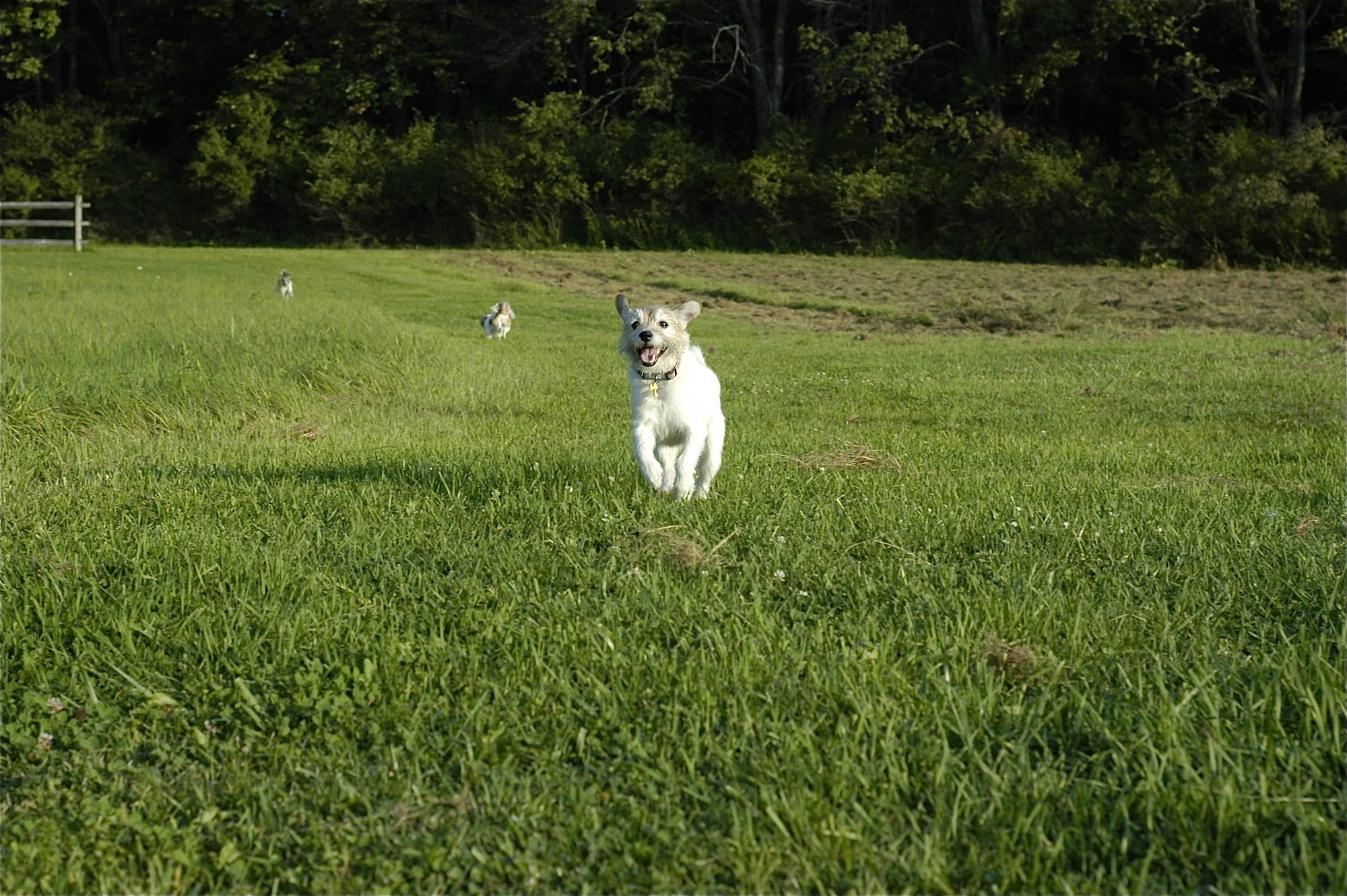 East Aurora Veterinary Hospital