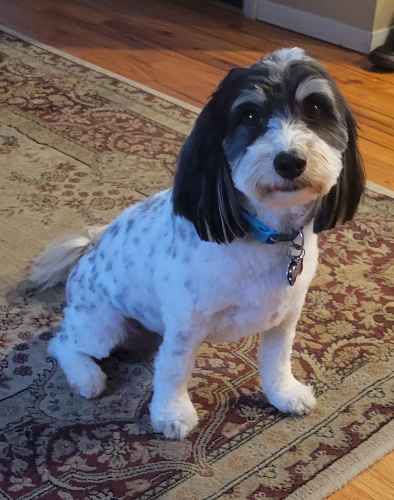 Groomsville Dog Grooming East Meadow
