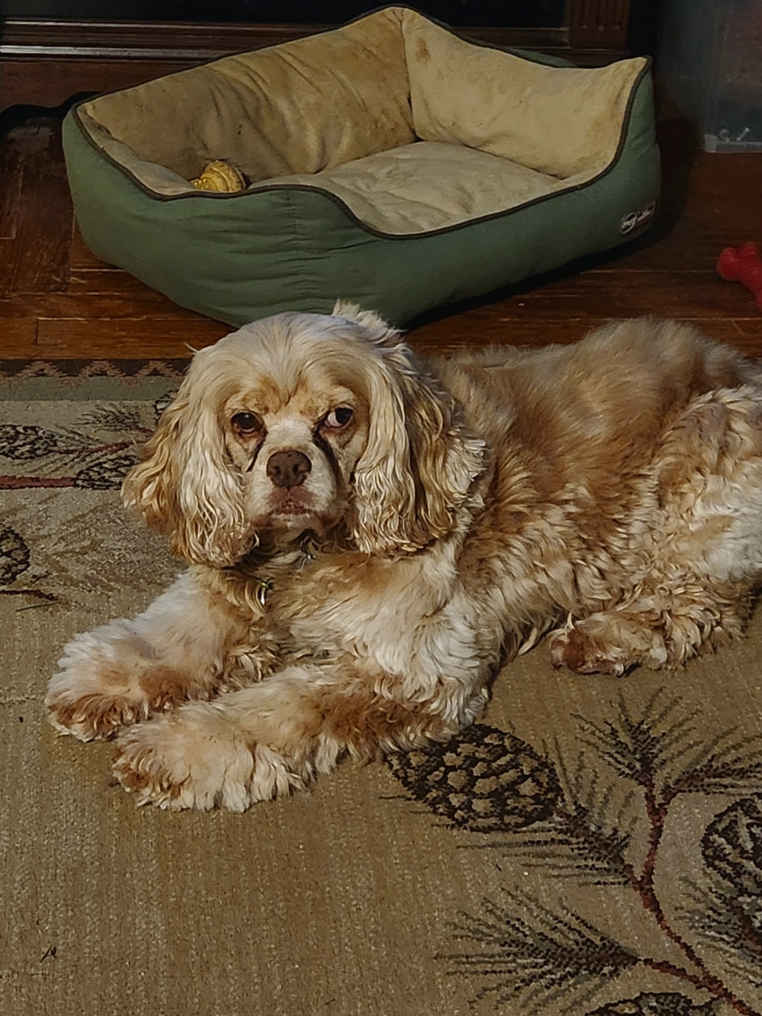 Hair of the Dog Grooming Salon Endicott