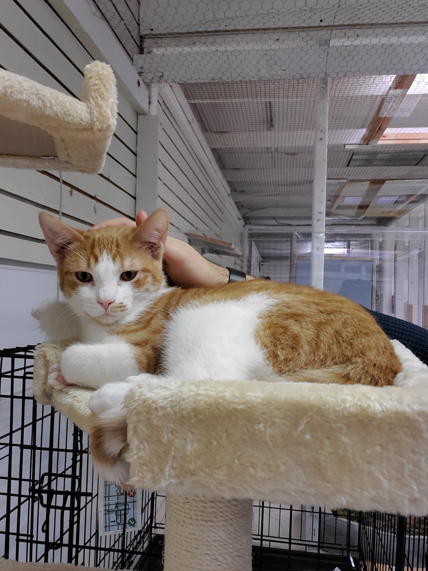 Animal Care Council Endicott