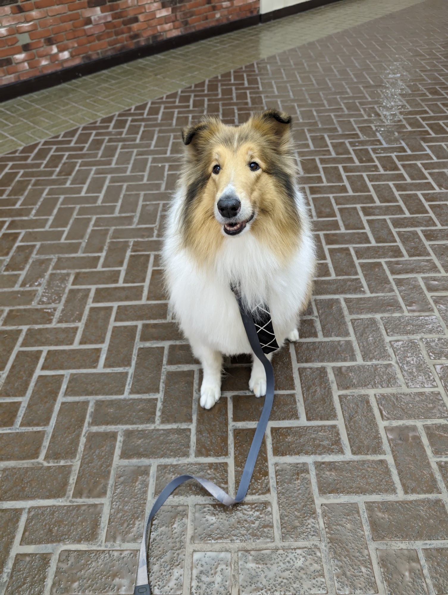 Hounds of Love Grooming Salon Fairport