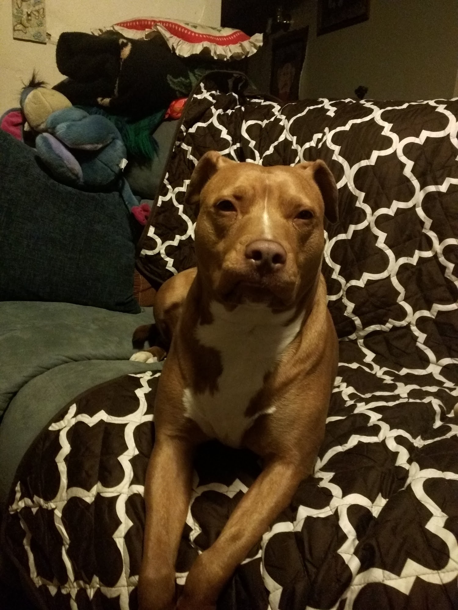 All Breed Grooming Corner Fairport