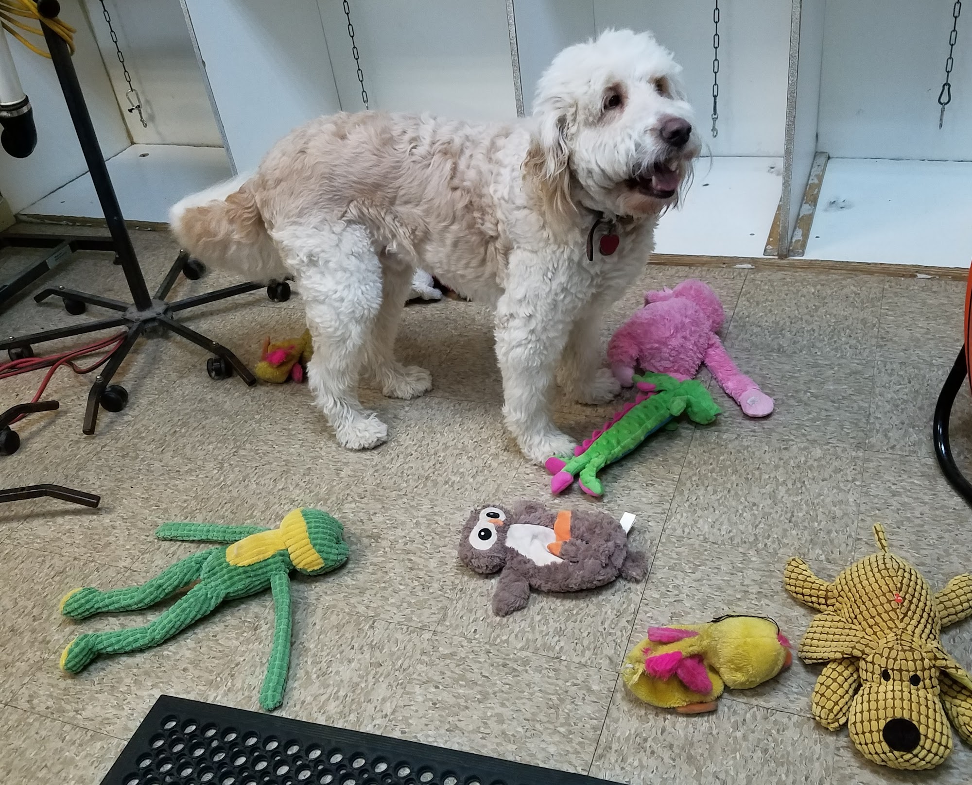 K-9 Kastle Pet Grooming Farmingdale