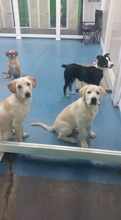 Hounds Town USA Farmingdale Farmingdale