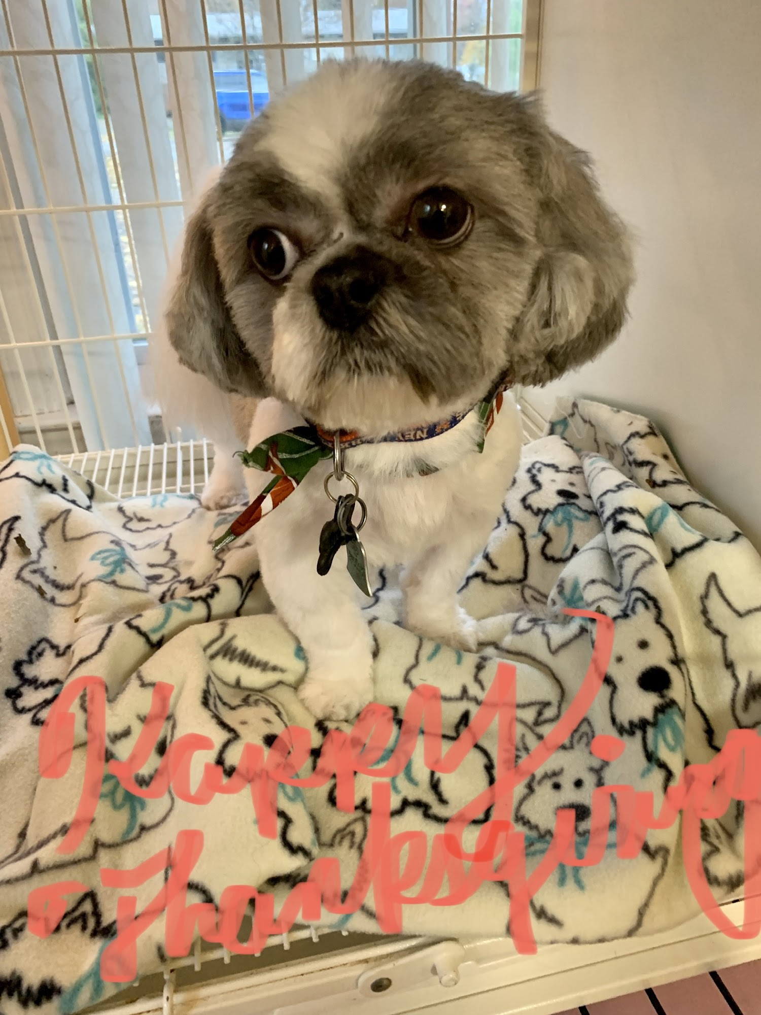 Doggie Do's Fishkill