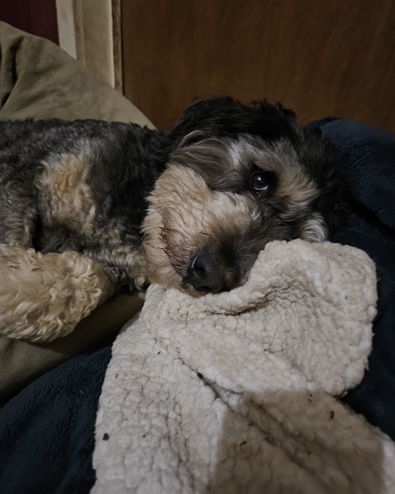 RESCUE PUPS INC. Friendship NY Hours, Directions, Reviews Loc8NearMe