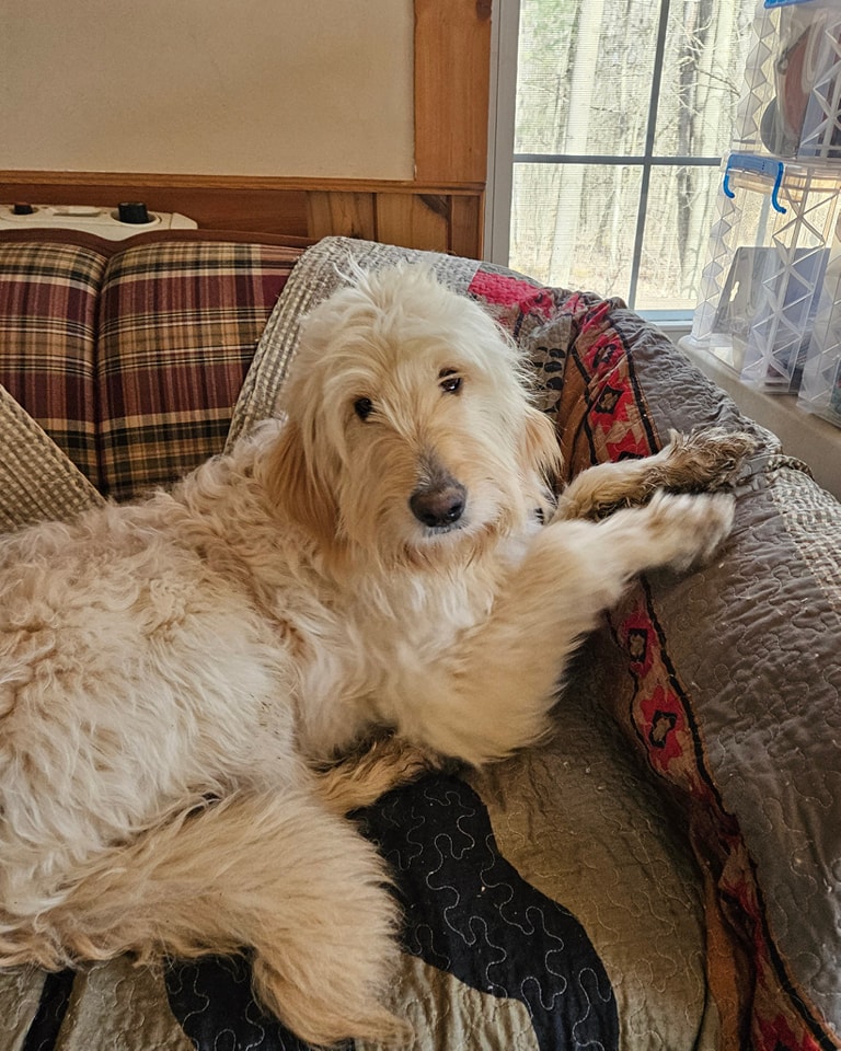 RESCUE PUPS INC. Friendship NY Hours, Directions, Reviews Loc8NearMe