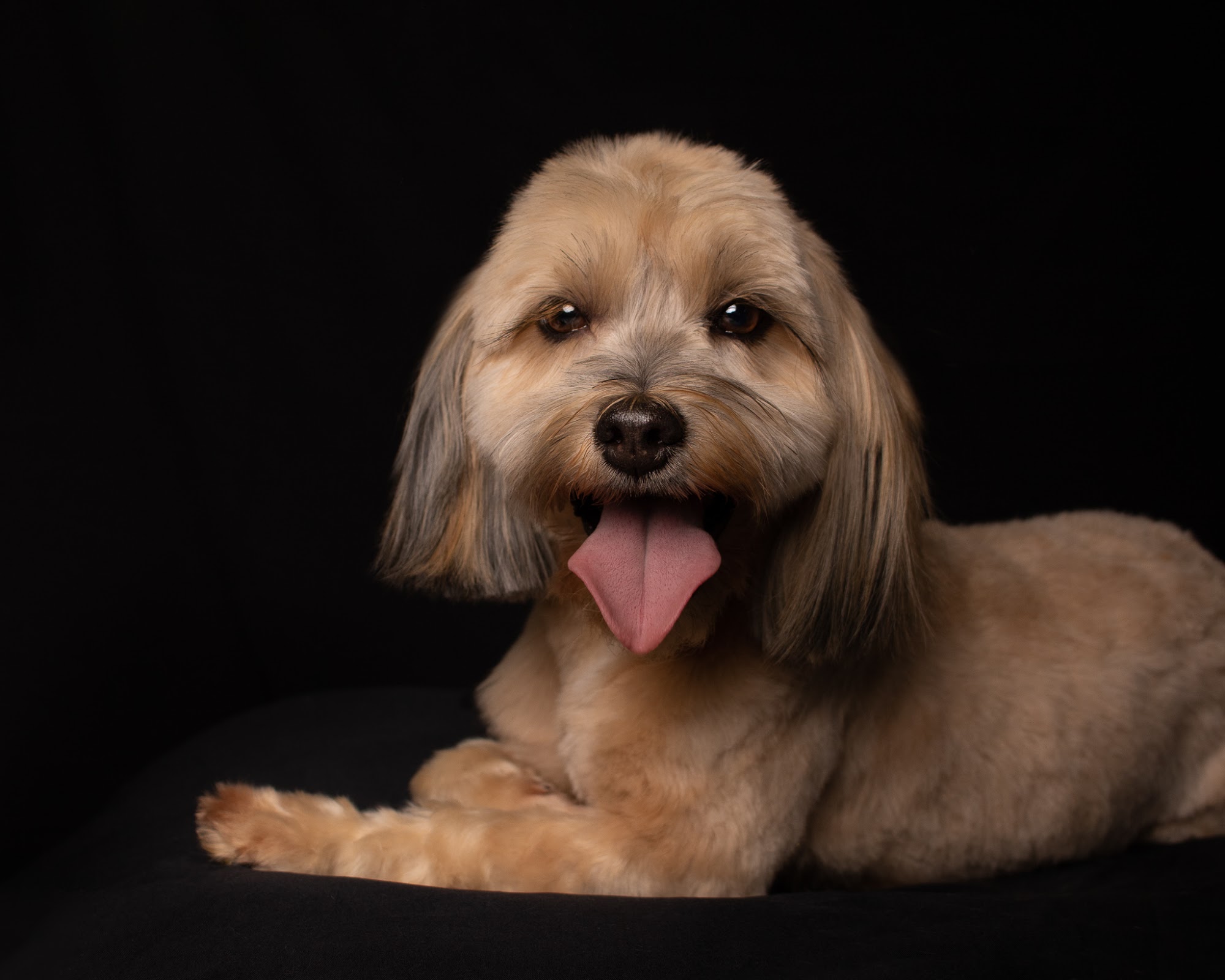 Murdock and Roo Dog Grooming & Pawtrait Photography 2120 Alvin Rd, Grand Island New York 14072