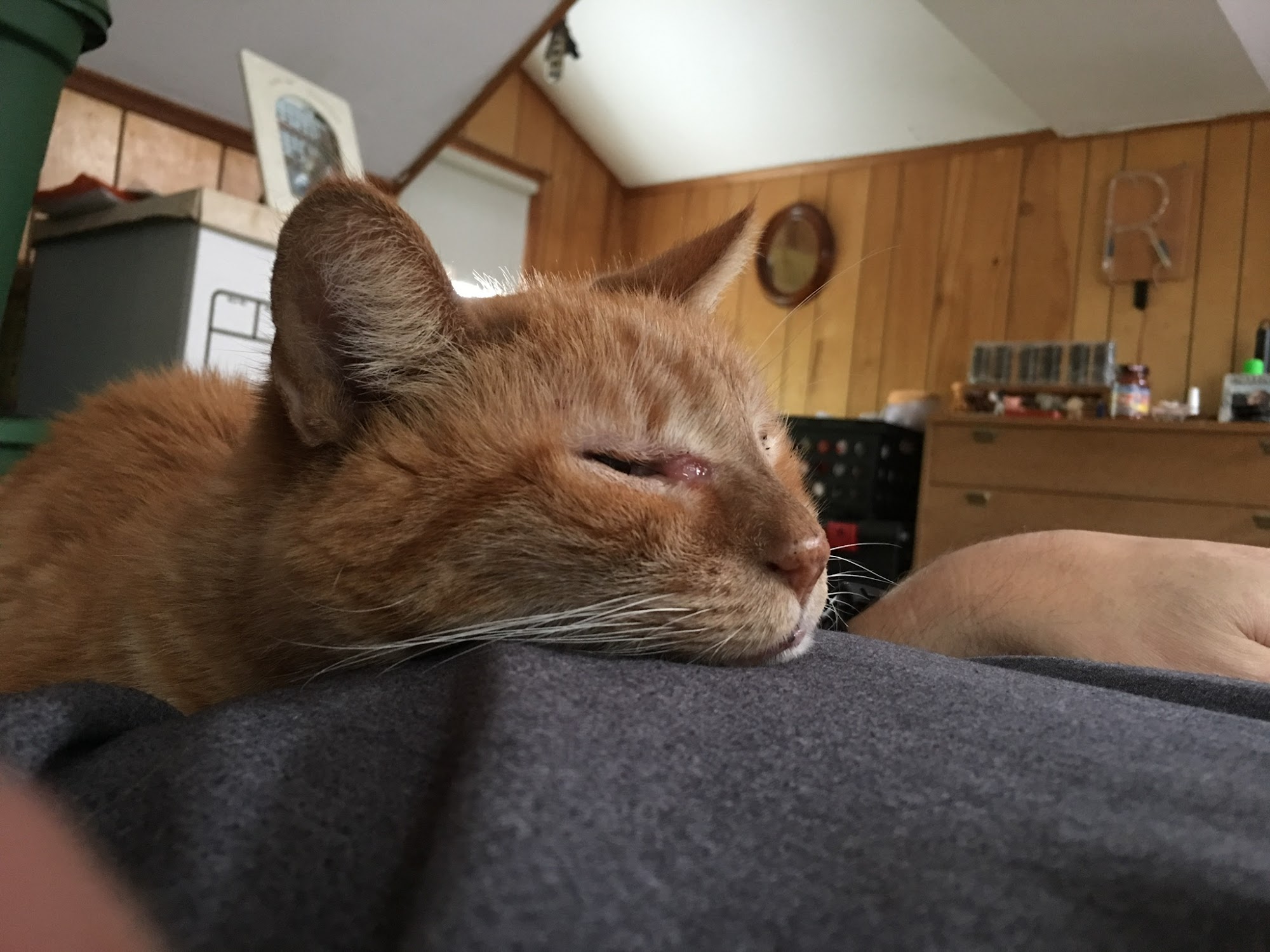 Roslyn Greenvale Veterinary Group Greenvale