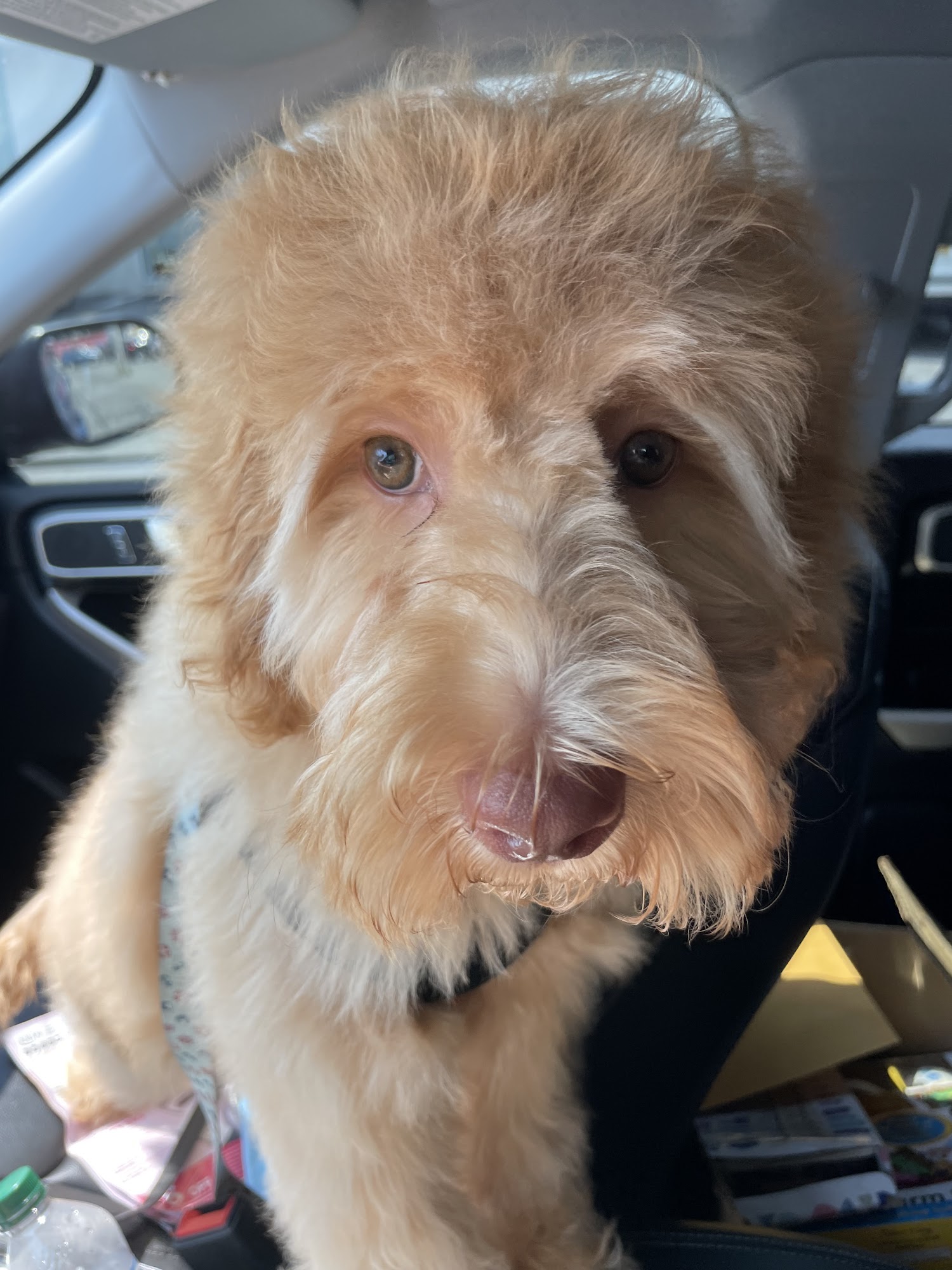 Lucky Paws fka Dog Gone Gorgeous Hicksville