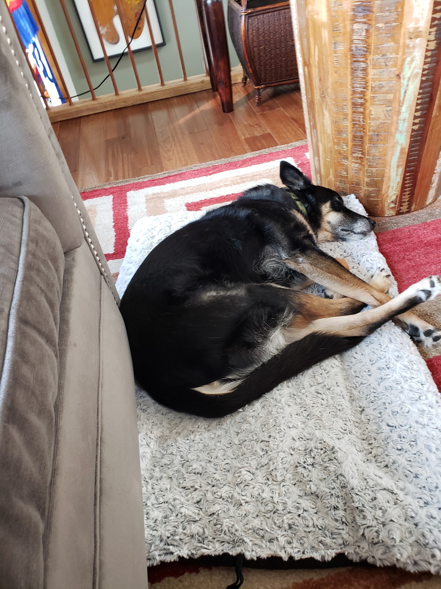 Pooch Dog Spa Highland