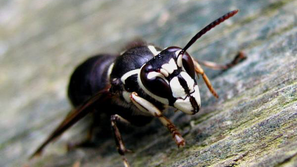 Staring's Pest and Rodent Control